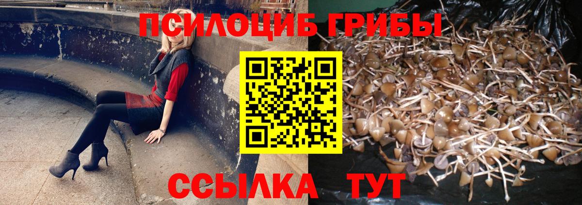 Псилоцибиновые грибы Psilocybine cubensis Родники